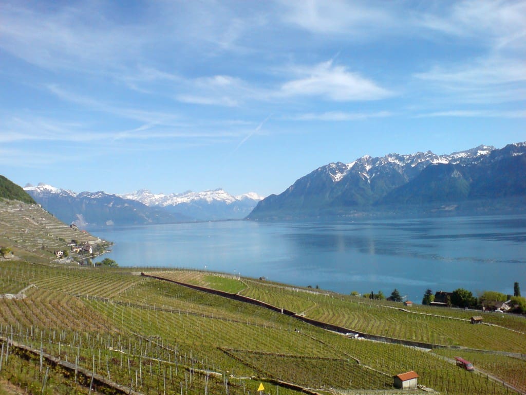 Lausanne Vineyard